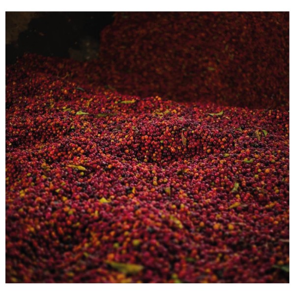 Ethiopia Bochesa Anaerobic Natural